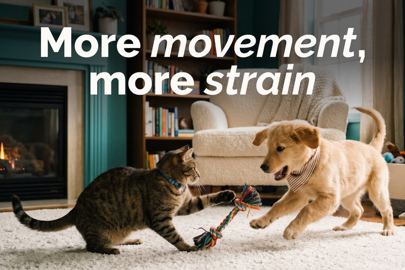 Spring Picks: Natural Joint Supplement for Dogs & Cats