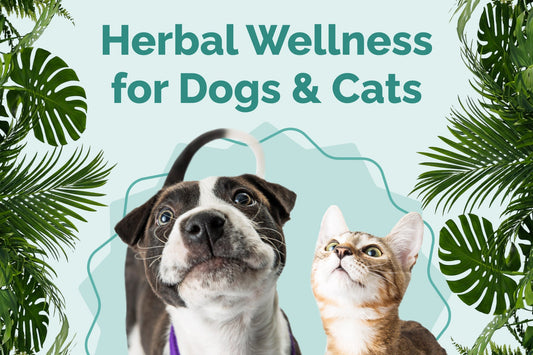 Herbal Wellness for Pets: What Pet Parents Should Know