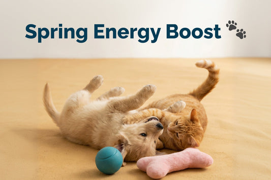 Top Natural Joint Supplements for Dogs & Cats