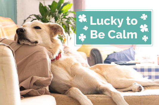 CBD for Dogs: The Key to Stress-Free Celebrations