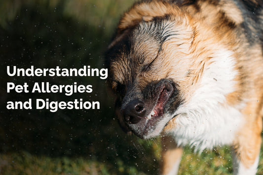 Understanding Pet Allergies and Digestion: Key Insights