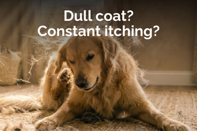 Help! My Dog’s Coat is Dry and Dull: What does it mean?
