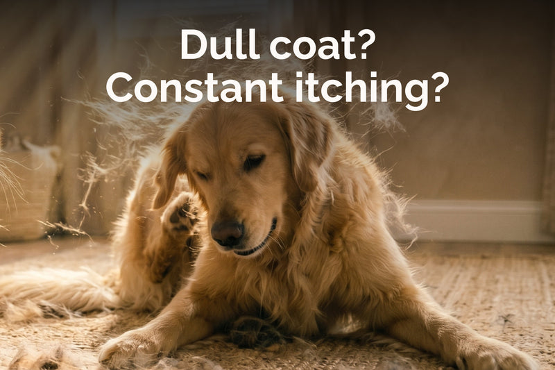 Help! My Dog’s Coat is Dry and Dull: What does it mean?