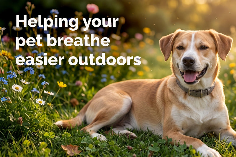 Seasonal Allergies in Dogs and Cats: Respiratory and Sinus