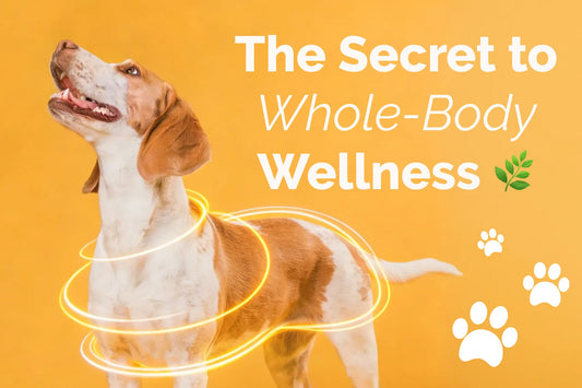 Love Their Gut: The Importance of Pet Digestive Health