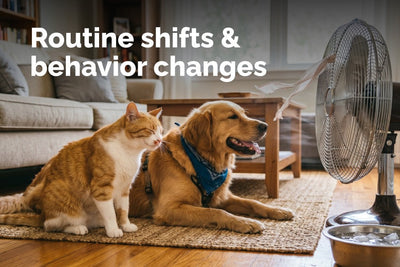 Seasonal Routine Changes for Pets: Stress Relief Tips