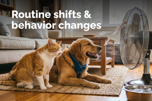 Seasonal Routine Changes for Pets: Stress Relief Tips