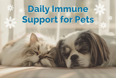 Immunity Blend Deep Dive: Daily Immune Support for Pets