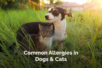 Common Allergies in Dogs & Cats: Are You Missing The Signs?