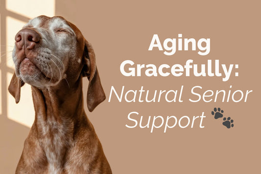 Senior Pet Wellness: Secrets to Happy Aging for Pets