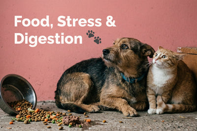 Understanding Pet Digestion and Stress: Key Insights