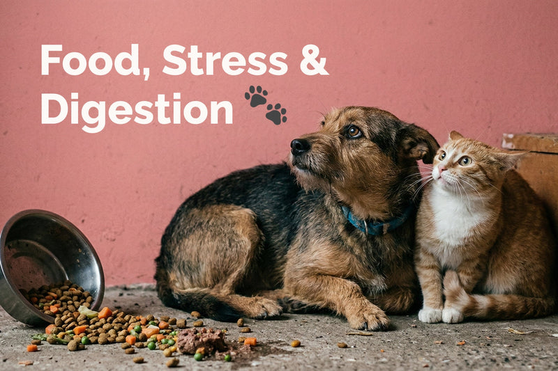 Understanding Pet Digestion and Stress: Key Insights