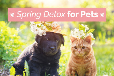 Essential Detox for Dogs and Cats: A Seasonal Guide