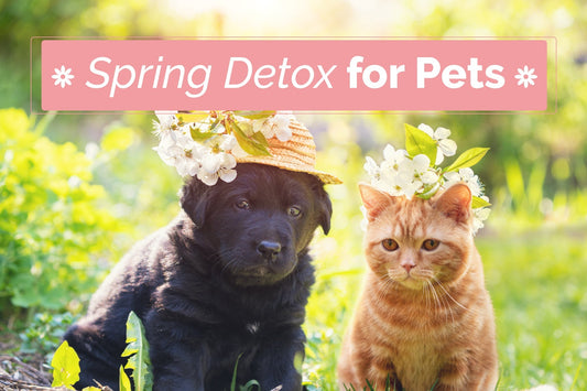 Essential Detox for Dogs and Cats: A Seasonal Guide
