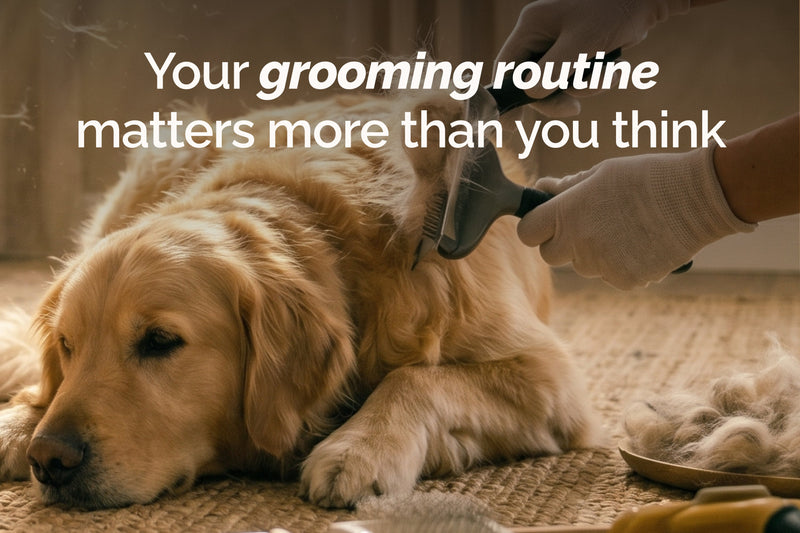 10 Essential Dog & Cat Grooming Tips for Spring Skin Health
