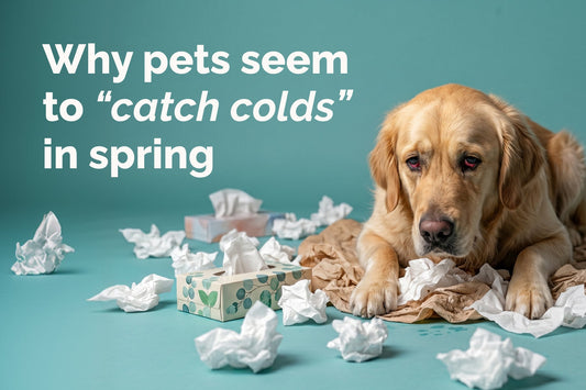 Cats and Dogs Common Cold: Symptoms to Watch for This Spring