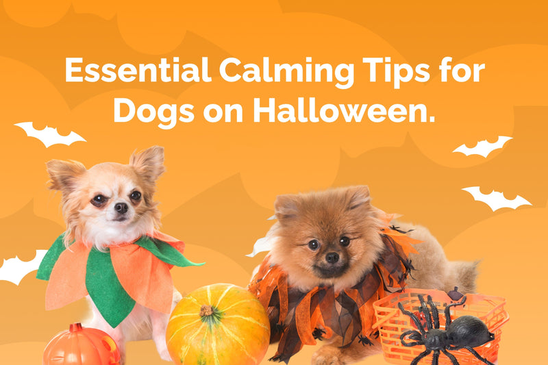 Essential Calming Tips for Dogs on Halloween