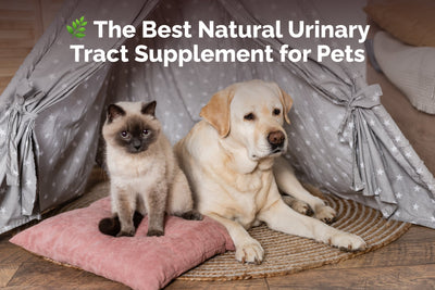 Best Natural Urinary Tract Supplement for Pets