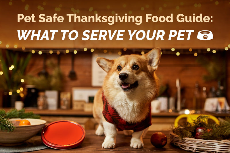 Pet Safe Thanksgiving Food Guide: What to Serve Your Pet