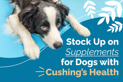 Stock Up on Supplements for Dogs with Cushing’s Health