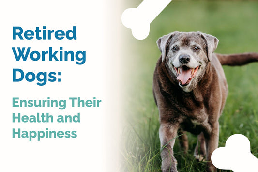 Retired Working Dogs: Ensuring Their Health and Happiness