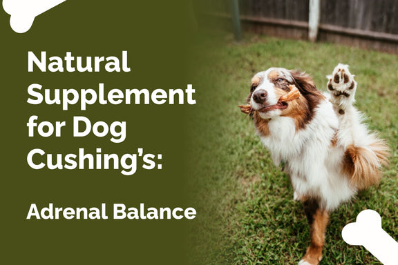Natural Supplement for Dog Cushing’s: Adrenal Balance | Prana Pets