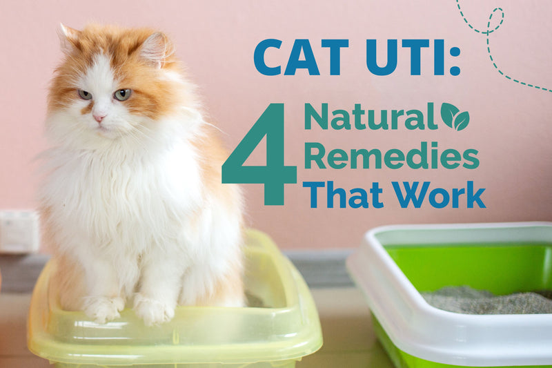 How to Treat a Cat UTI at Home: 4 Remedies That Work