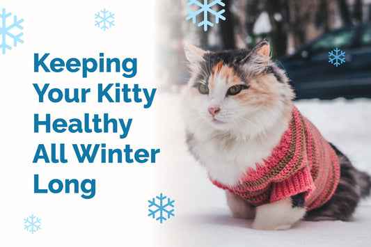 Winter Health Tips for Cats: Keep Your Kitty Cozy