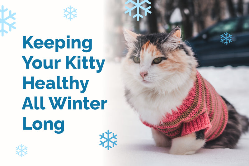 Winter Health Tips for Cats: Keep Your Kitty Cozy