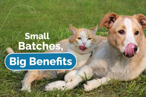 Small Batch Pet Supplements: Premium Pet Products