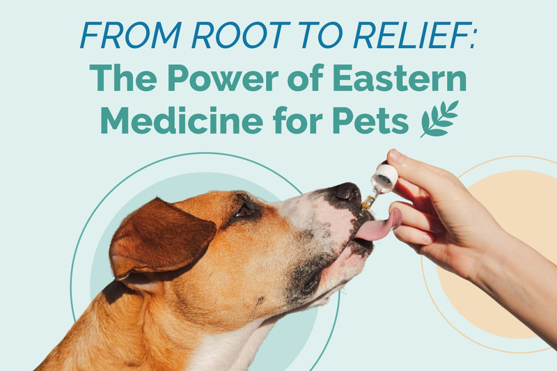 From Root to Relief: The Power of Eastern Medicine for Pets