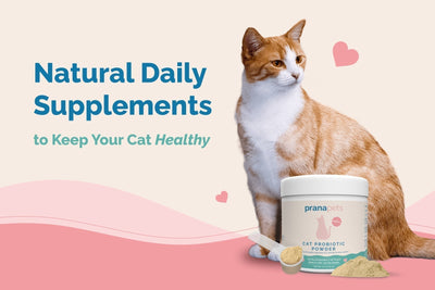 Top Cat Supplements for Daily Health and Vitality