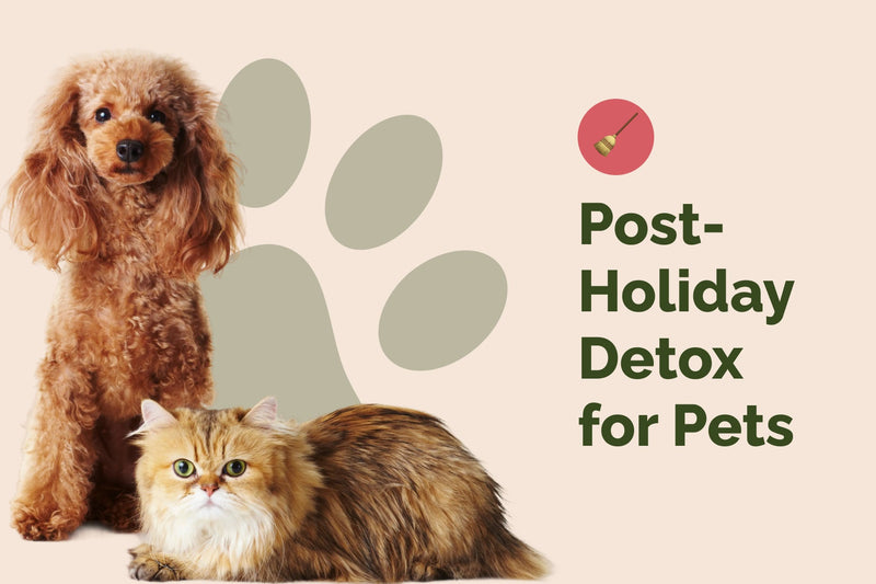 Pet Holiday Detox: Refresh Your Furry Friend's Routine