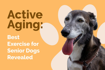 Active Aging: Best Exercise for Senior Dogs Revealed