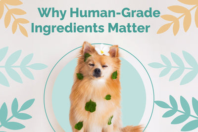 Human-Grade Pet Supplements: Quality Nutrition for Pets