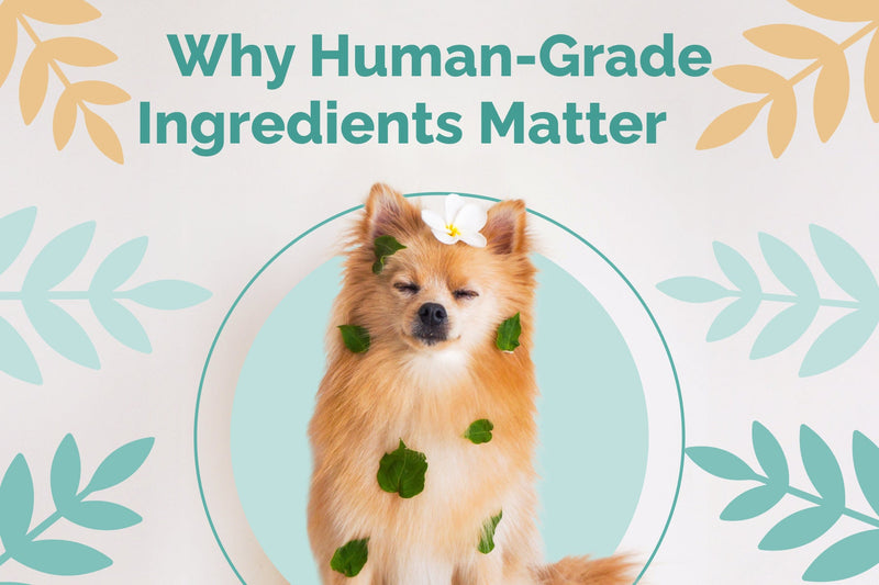Human-Grade Pet Supplements: Quality Nutrition for Pets