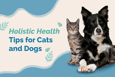 Top Holistic Pet Health Tips for Cats and Dogs