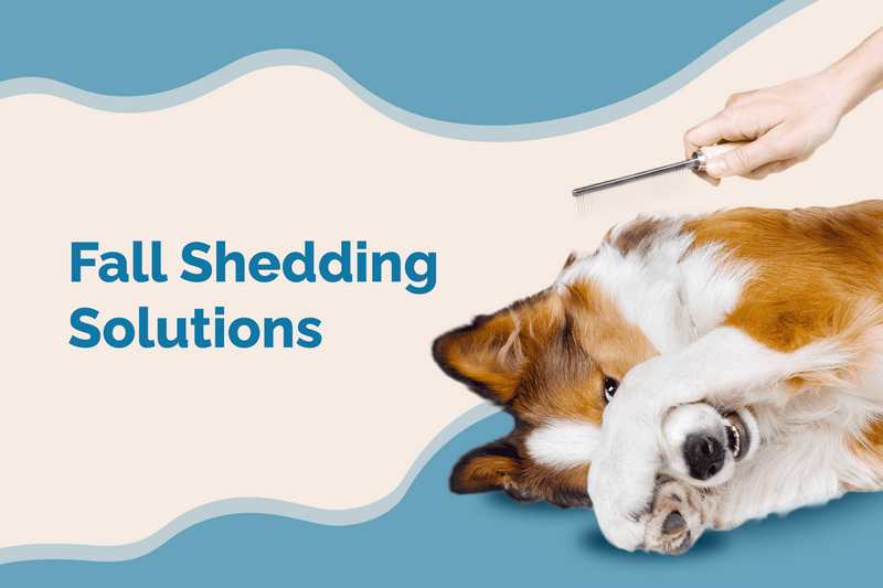 Essential Tips and Best Supplements for Dog Shedding in Fall