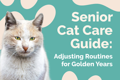 Senior Cat Care Guide: Adjusting Routines for Golden Years
