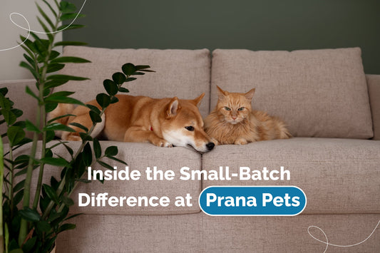 Small Batches, Big Benefits: Why Quality Matters in Pet Supplements