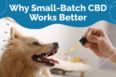Small-Batch CBD for Pets: Quality Wellness Solutions