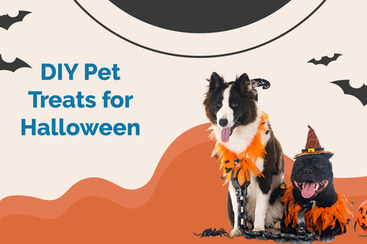 DIY Halloween Treats for Pets: Fun & Healthy Recipes
