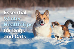 Winter Health Tips for Dogs and Cats: Keep Pets Happy