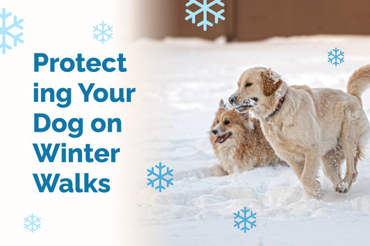 Snow Day Safety for Dogs: Winter Dog Walking Safety Tips