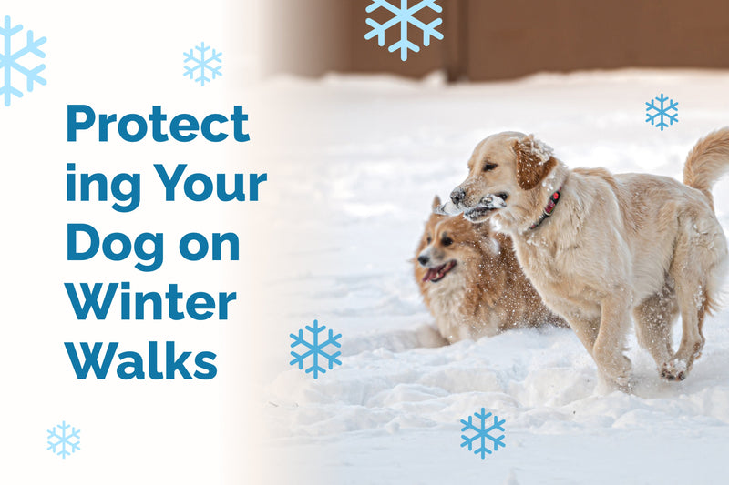 Snow Day Safety for Dogs: Winter Dog Walking Safety Tips