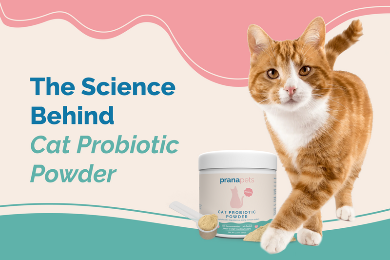 Ingredient Deep Dive: Prana Pet's Cat Probiotic Powder