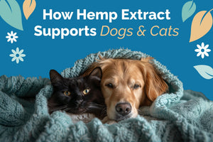 CBD for Dogs and Cats: A Pet Parent's Guide