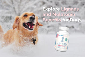 Discover Lignans and Melatonin Benefits for Dogs
