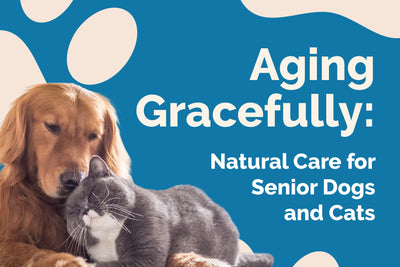 Aging Gracefully: Natural Care for Senior Dogs and Cats