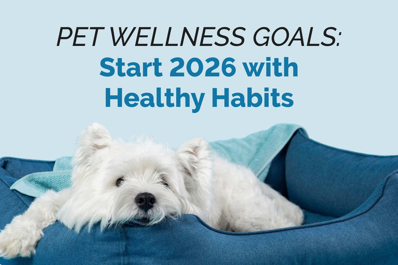 Plant-Based Remedies for Pets: Beyond the Prescription Pad